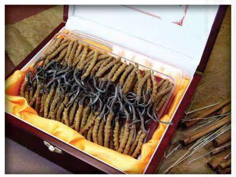 安远冬虫夏草回收